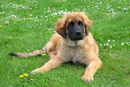 典型的Leonberger狗图片