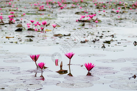 粉红莲花或水百合花图片