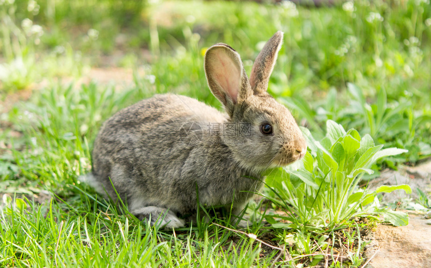 绿草上的小灰兔图片