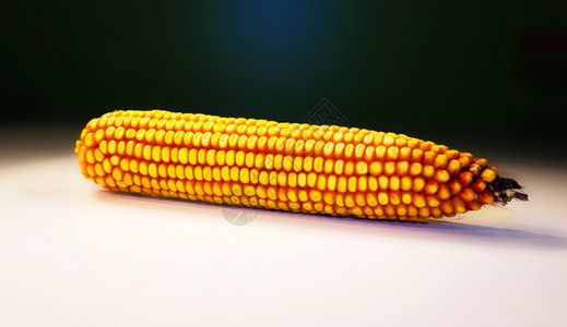 玉米是中美洲土著人民在史前时期驯化的大型谷物作图片