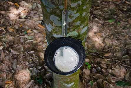 将泰国橡胶树的乳图片