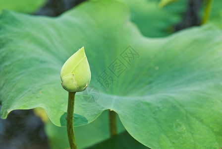 荷花池塘里的睡莲图片