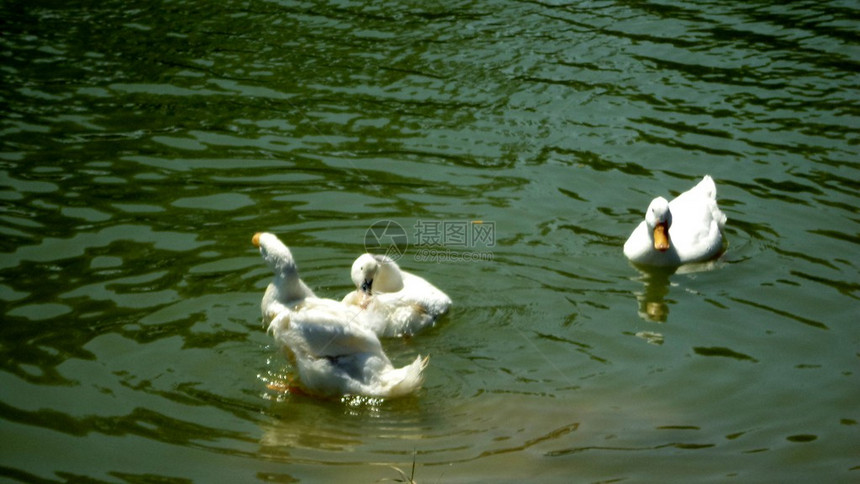 鸭子在湖上图片