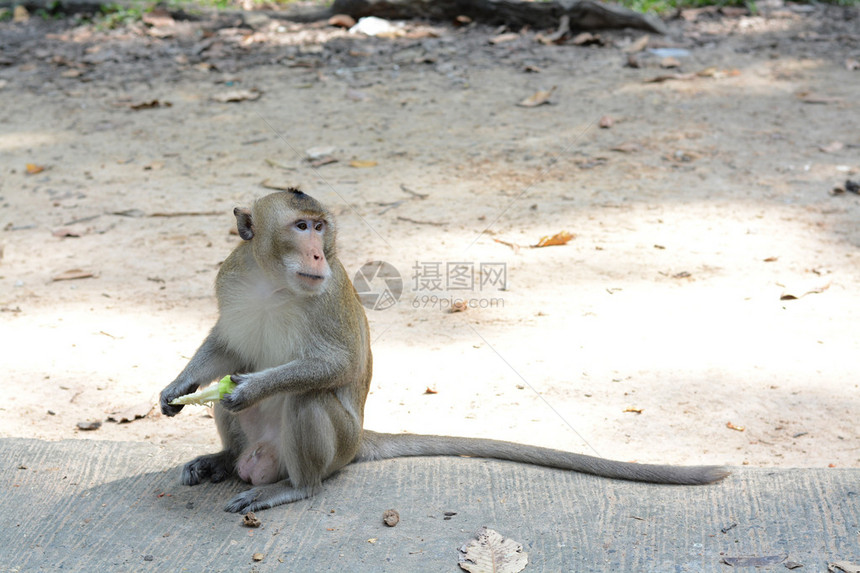 以猴子为食图片