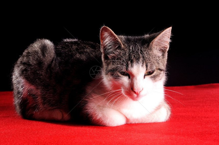 一只小狗猫aa红色和黑色背景的肖像图片