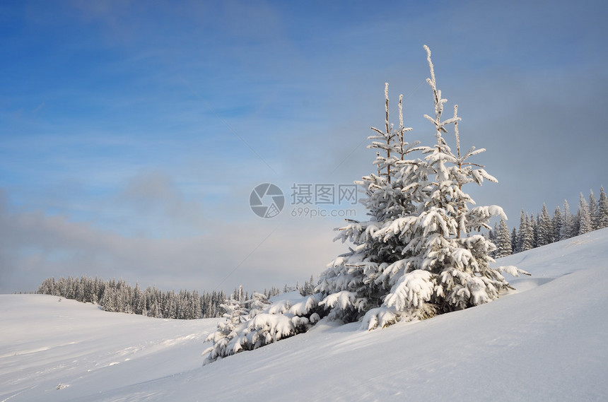 山谷中雪松树的冬季景观图片