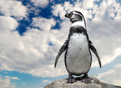 孤单的企鹅图片