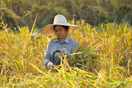泰国农民在稻田收割水稻图片