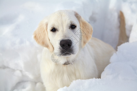 冬季拉布多猎犬小图片