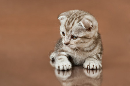 蓬松的棕色漂亮小猫图片