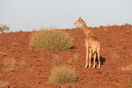 长颈鹿在石头背图片