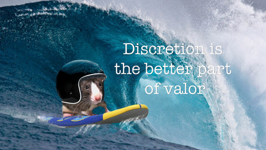 在海浪上装着头盔的老鼠大胆或缺乏恐惧的概念谨慎地判断勇图片