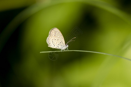 蝴蝶名称为小青草蓝色Zizul图片
