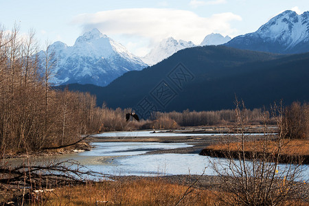 秃鹰在阿拉斯加海因斯附近的Chilkat河附近飞翔背景