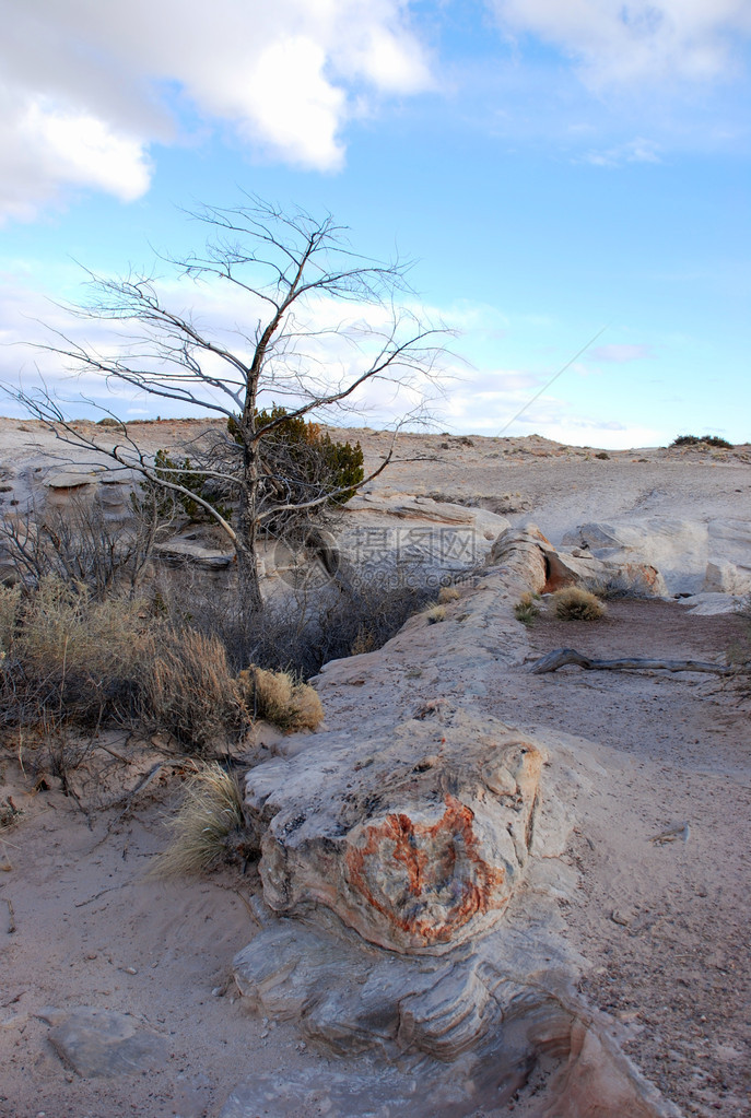 亚利桑那州Holbrook附近被石化的森林公园中的Agate图片