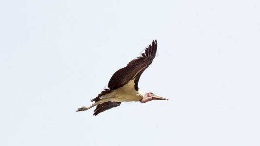 在埃塞俄比亚Koka湖附近中途飞行的MarabouSt图片