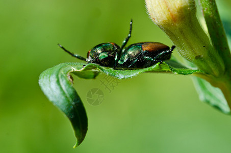 叶子上的日本甲虫图片