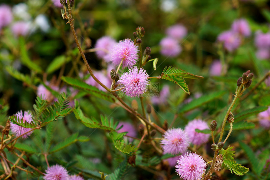 敏感植物Mimosapu图片