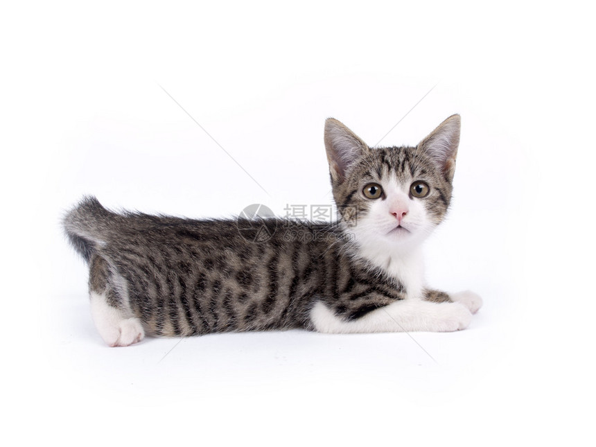 十周大的短毛灰白条纹小猫图片