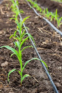 用滴灌系统种植的玉米田图片