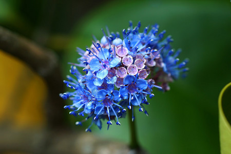 蓝色野生花麦米西图片