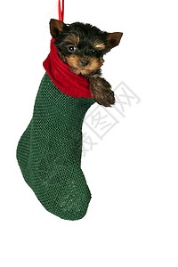 可爱的约克郡小狗挂在圣诞丝袜图片
