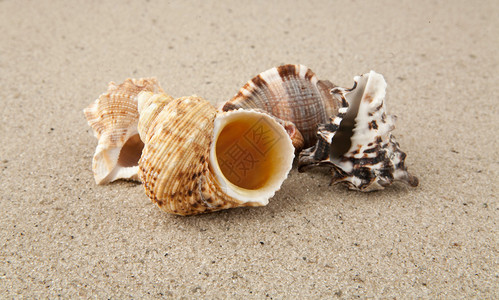 沙滩上的海扇壳图片