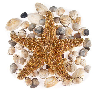 贝壳白色背景上的海星图片