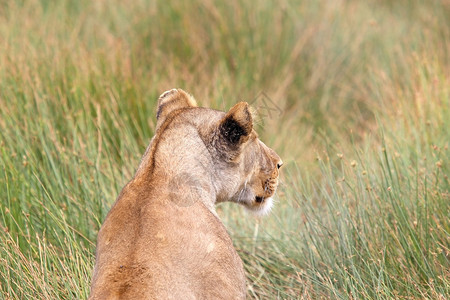 非洲草原非洲狮子Panther背景图片