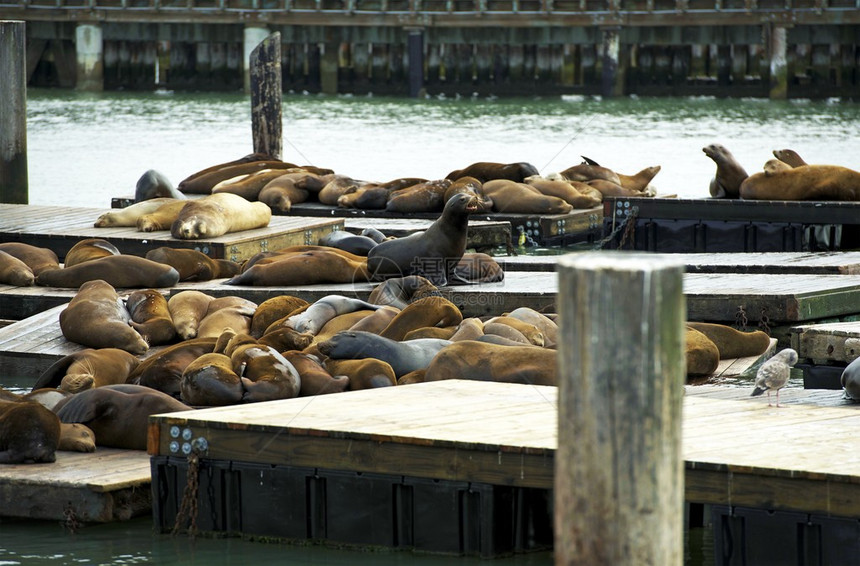 旧金山湾港的海狮海洋野生图片