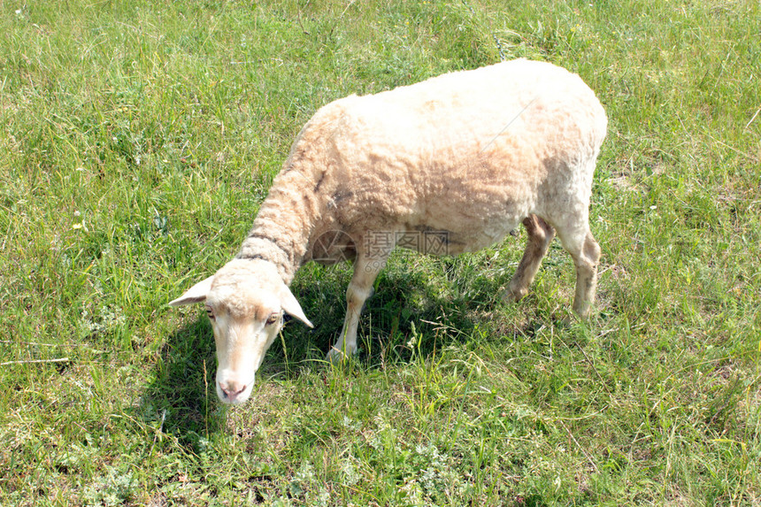 黑羊在牧场的绿草上吃草图片