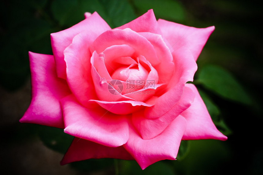 粉红玫瑰特写背景图片
