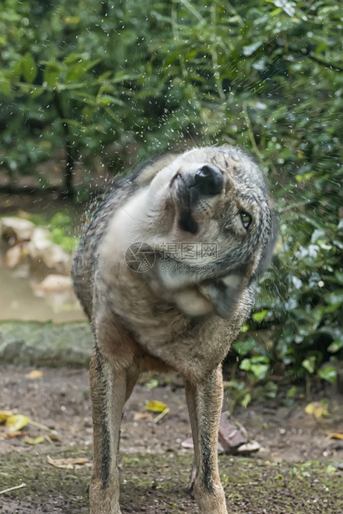 一只狼在大雨下伸展图片