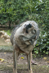 一只狼在大雨下伸展图片