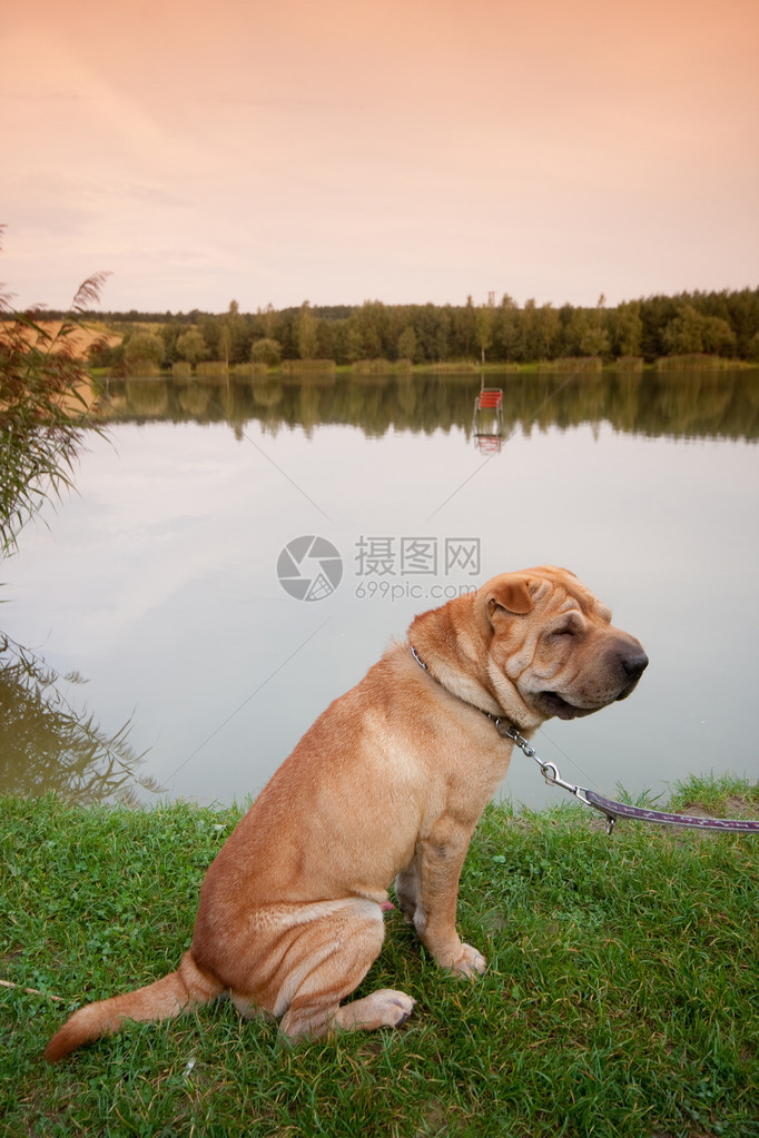 沙皮狗与美丽的湖图片