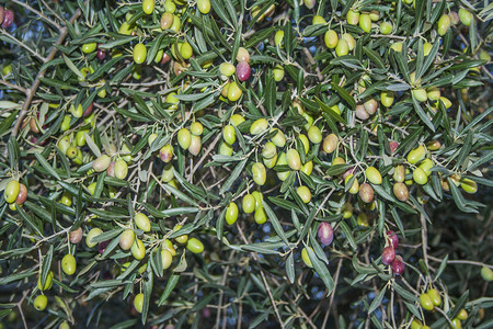 橄榄树枝上的橄榄图片