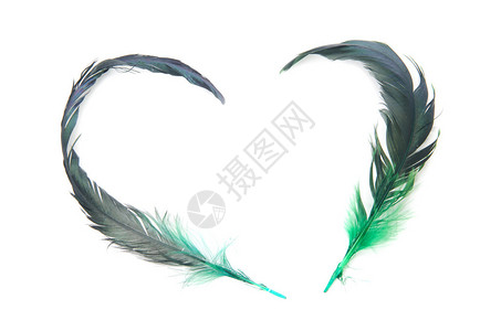 爱的羽毛塑造心脏在白图片