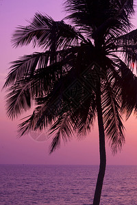 在印度果阿拍摄的热带棕榈树和日落图片