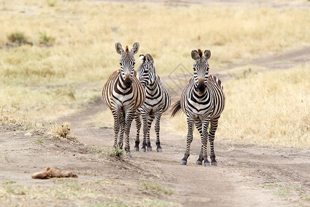 非洲草原上的斑马Equusburch图片