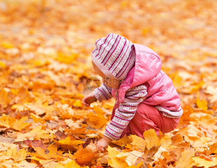 在秋天玩金叶的小女孩兴奋的孩子在草地上图片