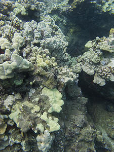 太平洋珊瑚图片