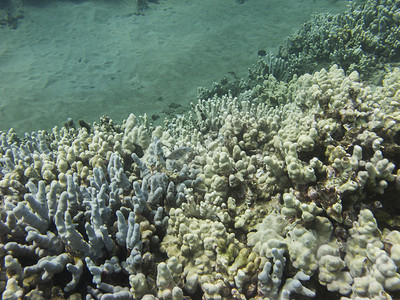 太平洋珊瑚礁上的孤鱼图片