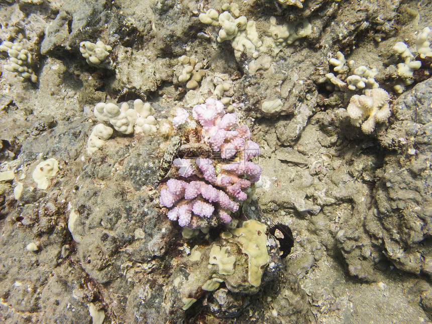 藏在粉红色珊瑚上的棕色小鱼图片