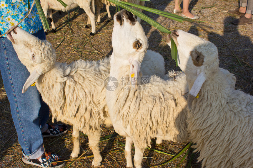 羊在瑞士养羊场吃草图片
