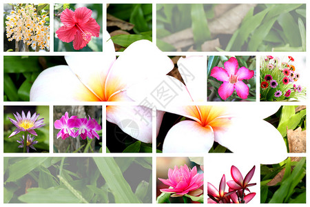 热带花卉品种繁多的表中的混合花背景图片