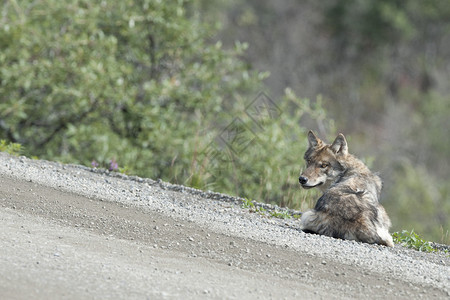 灰狼在阿拉斯加Denal图片