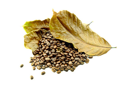 烤咖啡豆和叶子干燥图片
