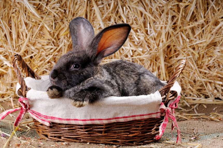 柳条筐里的小兔子图片