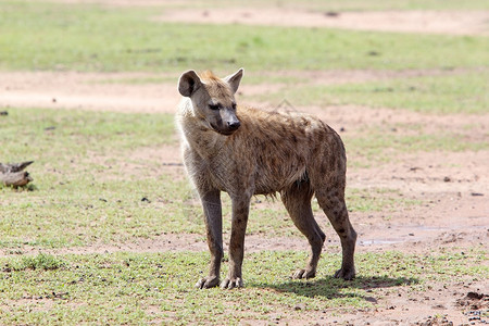非洲热带草原的斑点HyenaCrocutacr图片