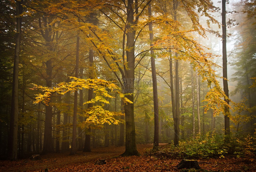秋天的心情在森林里图片